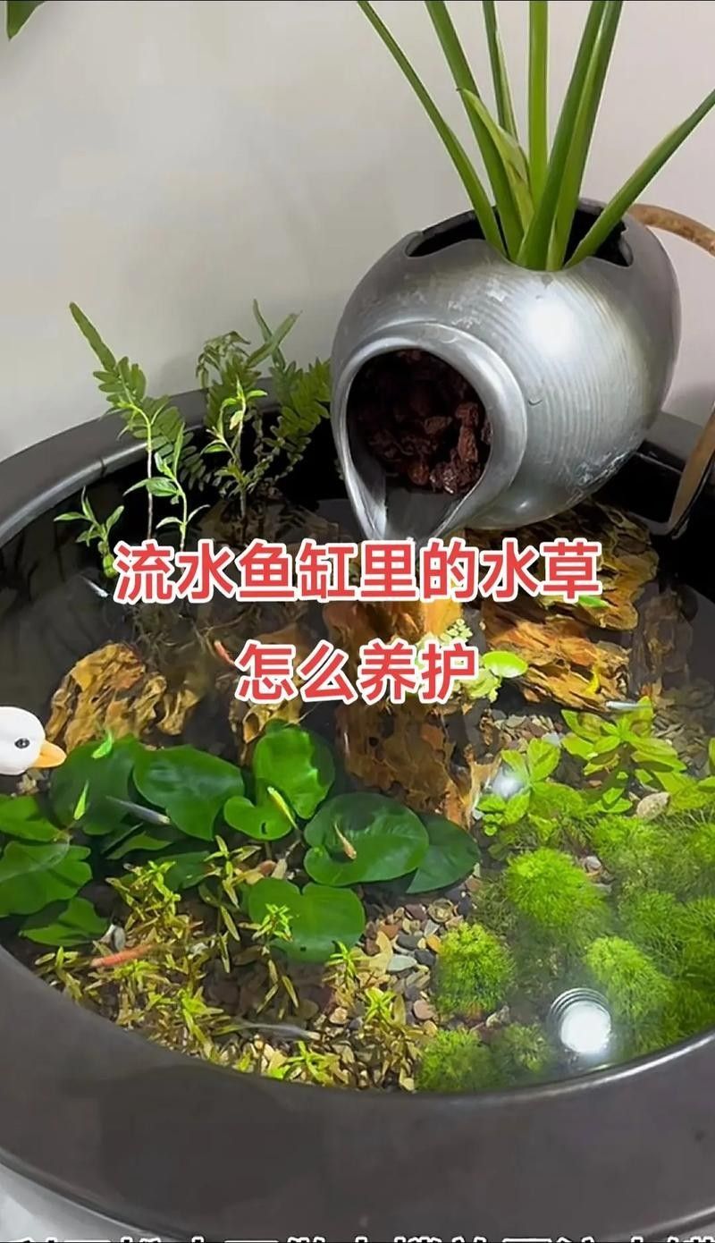龍魚缸中的植物需要施肥嗎(魚缸中的植物是否需要施肥取決于多種因素) 龍魚百科 第5張 龍魚缸中的植物需要施肥嗎(魚缸中的植物是否需要施肥取決于多種因素) 龍魚缸中的植物需要施肥嗎(魚缸中的植物是否需要施肥取決于多種因素) 龍魚百科 第5張