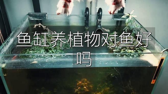 龍魚缸中的植物需要施肥嗎（魚缸中的植物是否需要施肥取決于多種因素） 龍魚缸中的植物需要施肥嗎（魚缸中的植物是否需要施肥取決于多種因素） 龍魚百科 第1張