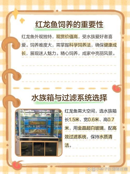 如何選購健康的紅龍魚（如何選購健康紅龍魚）