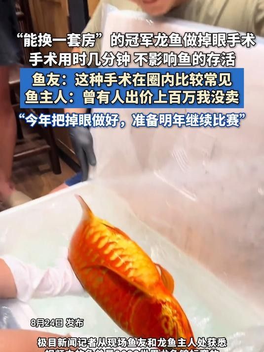 龍魚手術(shù)后多久可以換水？（魚手術(shù)后換水的時間取決于多種因素，龍魚手術(shù)后需要多久才能恢復(fù)） 龍魚手術(shù)后多久可以換水？（魚手術(shù)后換水的時間取決于多種因素，龍魚手術(shù)后需要多久才能恢復(fù)） 龍魚百科 第1張