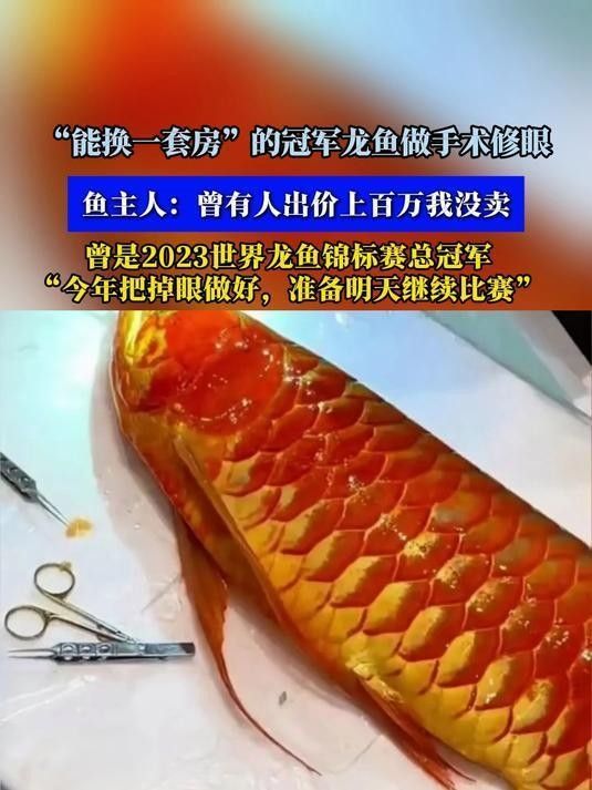 龍魚手術(shù)后多久可以換水？（魚手術(shù)后換水的時間取決于多種因素，龍魚手術(shù)后需要多久才能恢復(fù)） 龍魚手術(shù)后多久可以換水？（魚手術(shù)后換水的時間取決于多種因素，龍魚手術(shù)后需要多久才能恢復(fù)） 龍魚百科 第5張