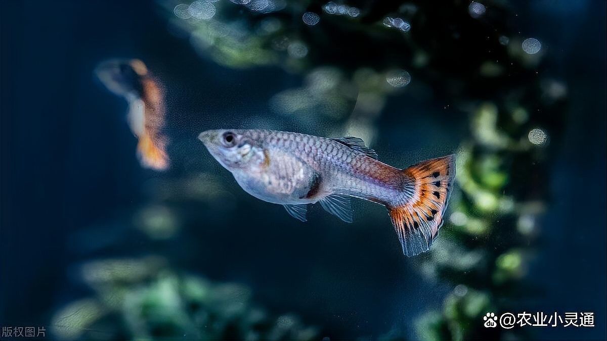 龍魚飼料保存溫度是多少？（如何判斷龍魚飼料是否過期？）