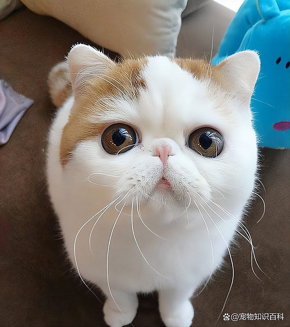 如何選擇安全的飼料品牌？（如何選擇安全的飼料品牌）