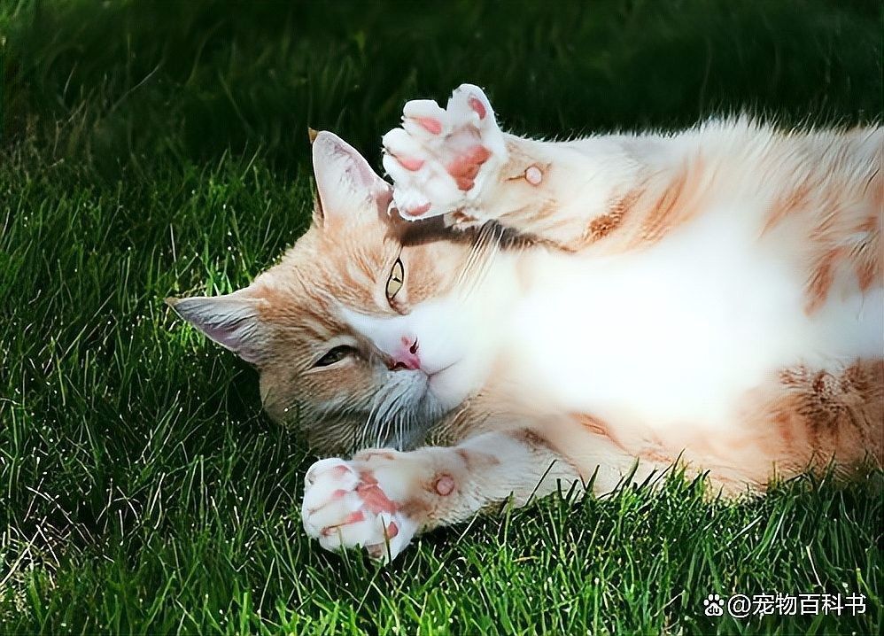 如何選擇安全的飼料品牌？（如何選擇安全的飼料品牌）