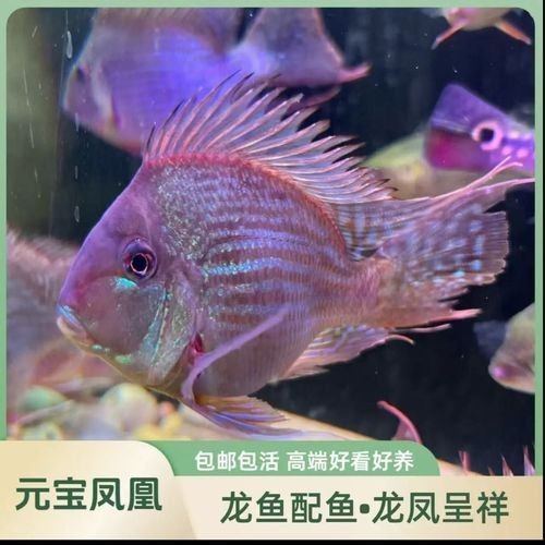 如何挑選適合混養(yǎng)的元寶鳳凰（如何挑選適合混養(yǎng)的元寶鳳凰魚） 如何挑選適合混養(yǎng)的元寶鳳凰（如何挑選適合混養(yǎng)的元寶鳳凰魚） 龍魚百科 第5張