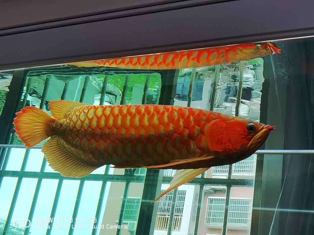 日常更新狀態(tài)（日常生活中的更新狀態(tài)） 日常更新狀態(tài)（日常生活中的更新狀態(tài)） 龍魚論壇 第1張