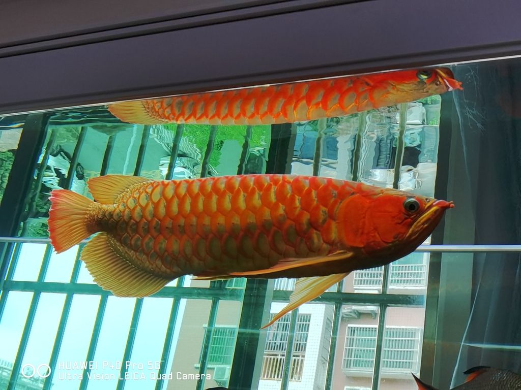 日常更新狀態(tài)（日常生活中的更新狀態(tài)） 日常更新狀態(tài)（日常生活中的更新狀態(tài)） 龍魚論壇 第2張