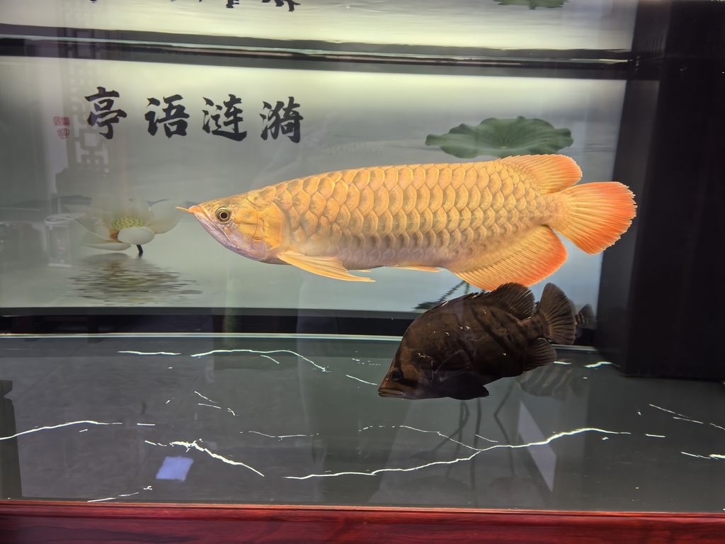 堅持愛好（_人見人愛評論：堅持愛好的重要性與實踐）