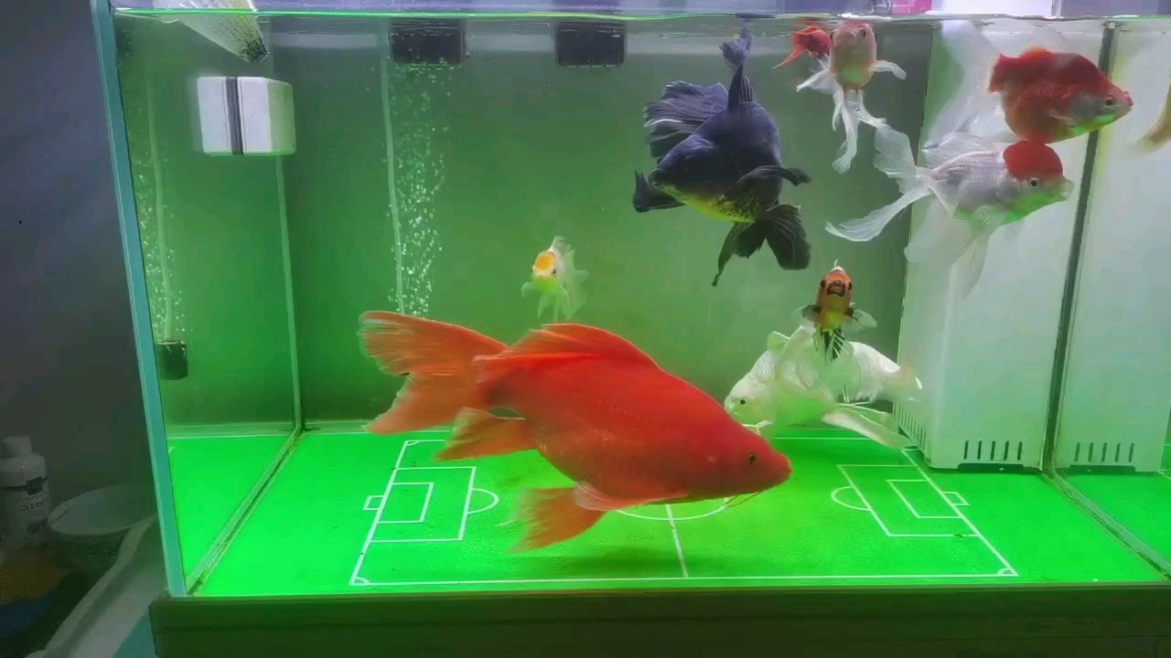 全紅蝴蝶鯉35公分出，180（全紅蝴蝶鯉）