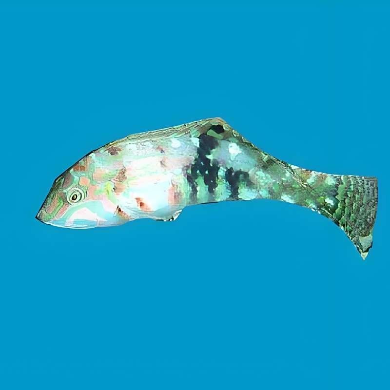 七彩龍魚需要多大的活動空間（七彩龍魚的最佳飼養溫度是多少七彩龍魚的最佳飼養溫度是多少） 七彩龍魚需要多大的活動空間（七彩龍魚的最佳飼養溫度是多少七彩龍魚的最佳飼養溫度是多少） 龍魚百科 第3張