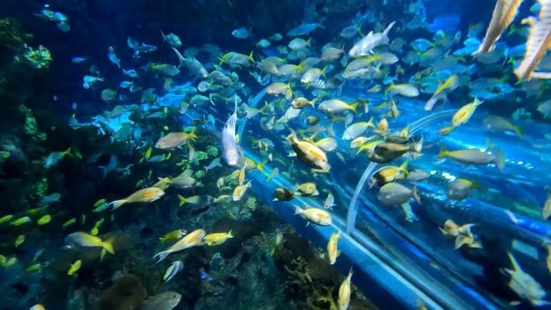 七彩龍魚需要多大的活動空間（七彩龍魚的最佳飼養溫度是多少七彩龍魚的最佳飼養溫度是多少） 七彩龍魚需要多大的活動空間（七彩龍魚的最佳飼養溫度是多少七彩龍魚的最佳飼養溫度是多少） 龍魚百科 第2張