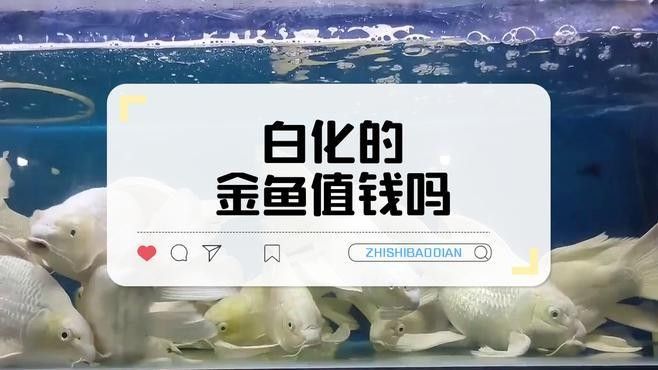 如何區分白化金恐龍魚的兩個亞種（白化金恐龍魚的兩個亞種） 如何區分白化金恐龍魚的兩個亞種（白化金恐龍魚的兩個亞種） 龍魚百科 第1張