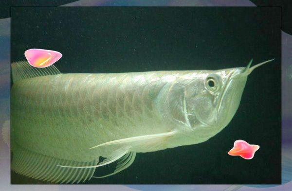 龍魚在東南亞民間信仰中有何作用（龍魚在東南亞民間信仰中具有多重要象征意義和實際作用）