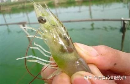 如何正確使用龍魚免疫增強劑（龍魚免疫增強劑如何正確使用？）
