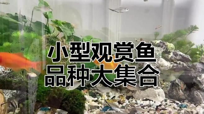哪些魚可以和其他品種混養（哪些觀賞魚可以混養）