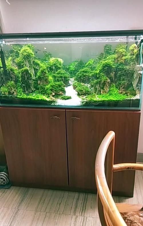 給我一張紅龍魚的最佳飼養環境圖片（紅龍魚最佳飼養環境）