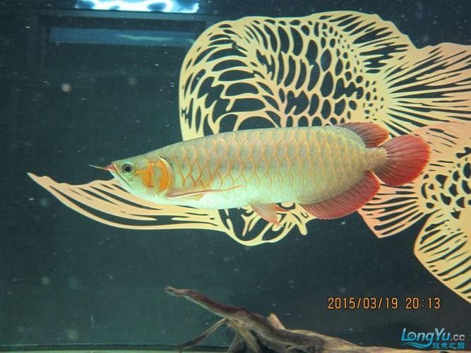 給我一張紅龍魚的最佳飼養環境圖片（紅龍魚最佳飼養環境）