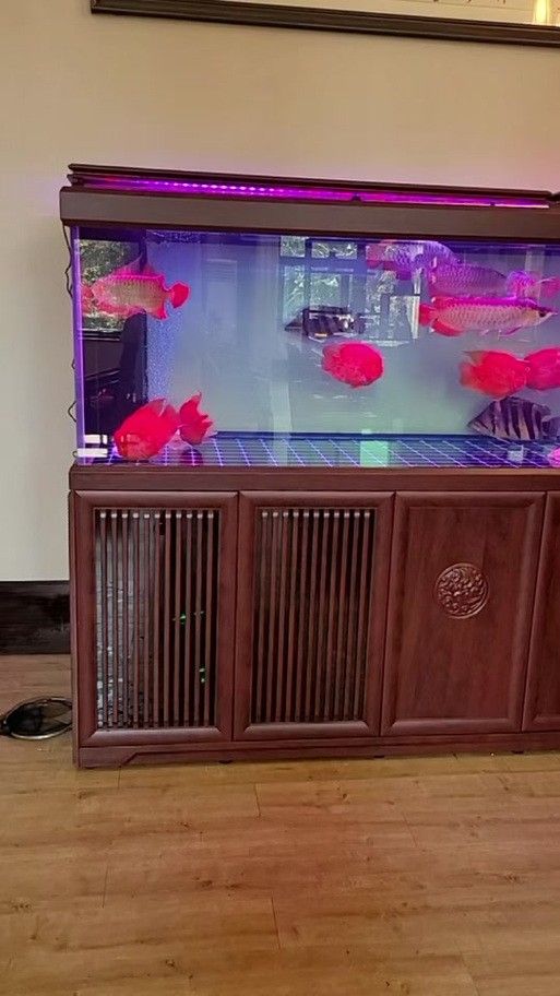 給我一張紅龍魚的最佳飼養環境圖片（紅龍魚最佳飼養環境）