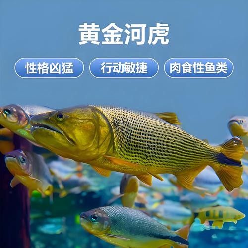 水族世界選秀水晶蝦（水族世界選秀水晶蝦的活動）