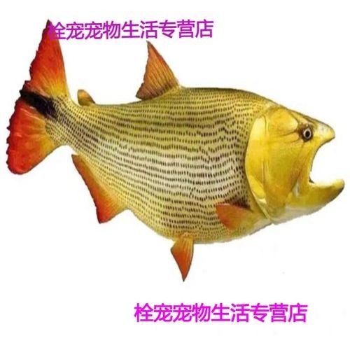 水族世界選秀水晶蝦（水族世界選秀水晶蝦的活動）