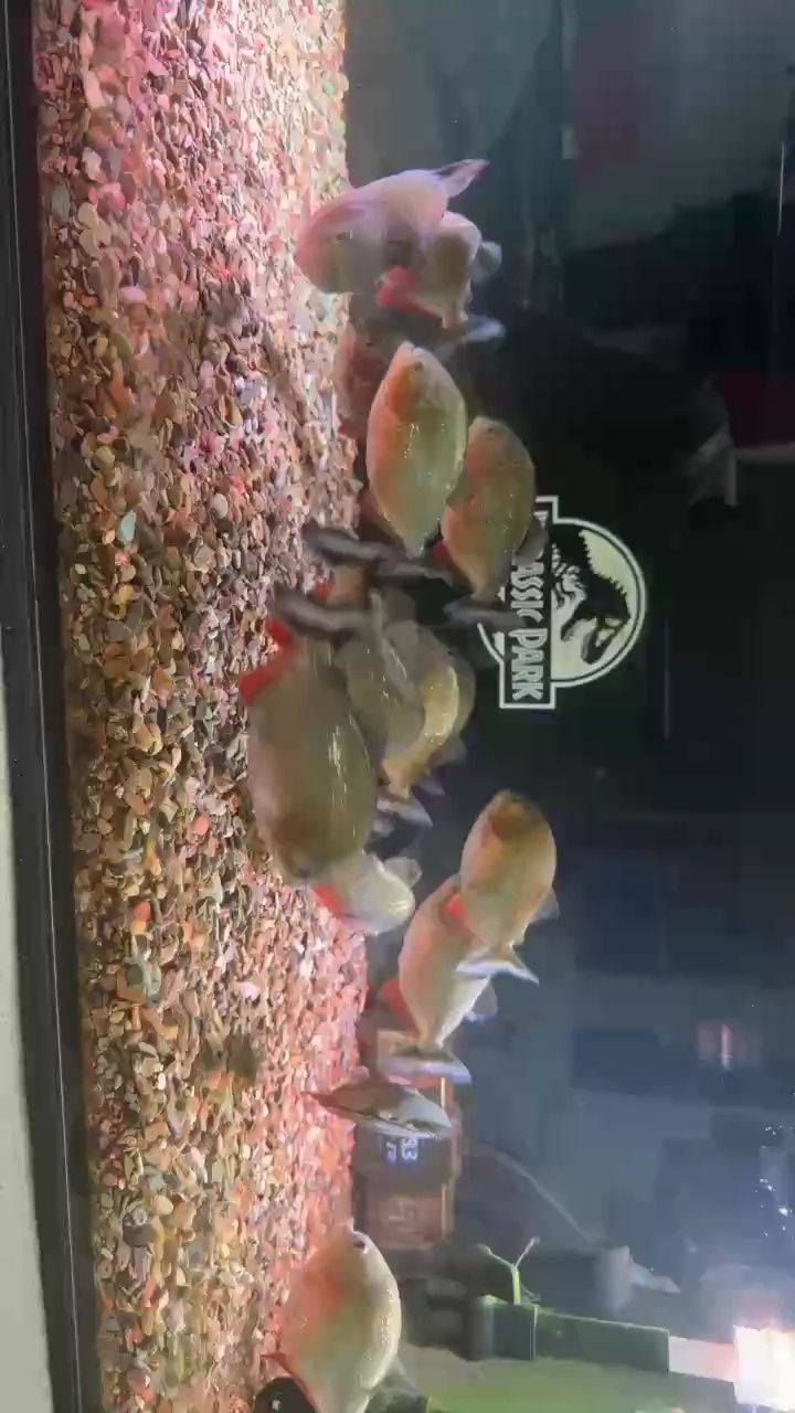 水虎（探索海洋生物的奧秘）