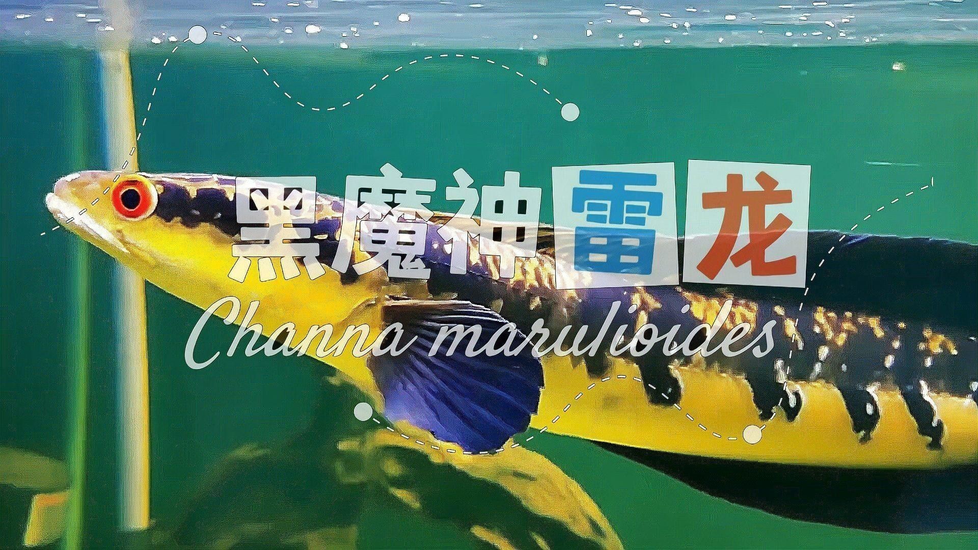 黑魔神雷龍魚的最大體型有多大（大型雷龍魚哪種值得養） 黑魔神雷龍魚的最大體型有多大（大型雷龍魚哪種值得養） 龍魚百科 第2張