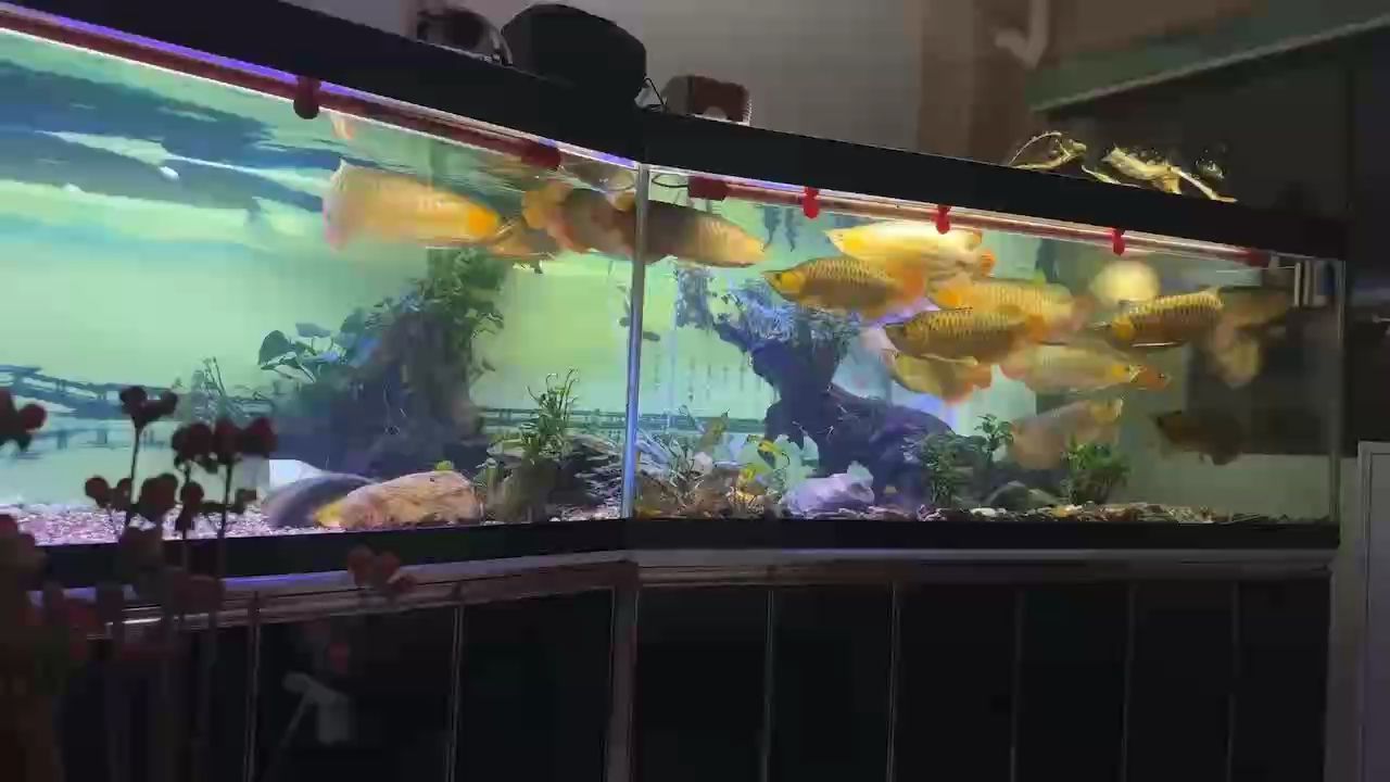沒感覺變大多少，不過大部分都有45cm了。長得算慢還算快？（小魚：2024年3月25日，20cm）什么時候破50cm？60cm？（2024年3月25日以來的身高增長情況在觀察期間）
