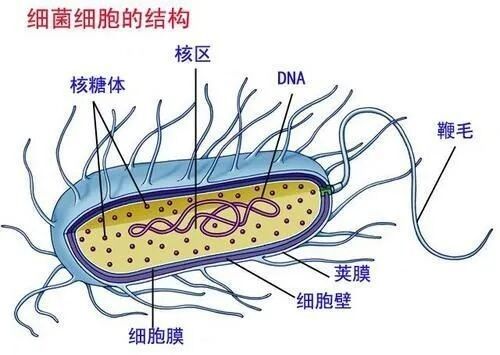 細菌感染多久會死亡（張文峰主任醫師三甲細菌離開人體后能存活多久）
