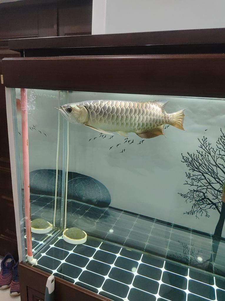 小金頭（“小金頭”一詞的由來） 小金頭（“小金頭”一詞的由來） 龍魚論壇