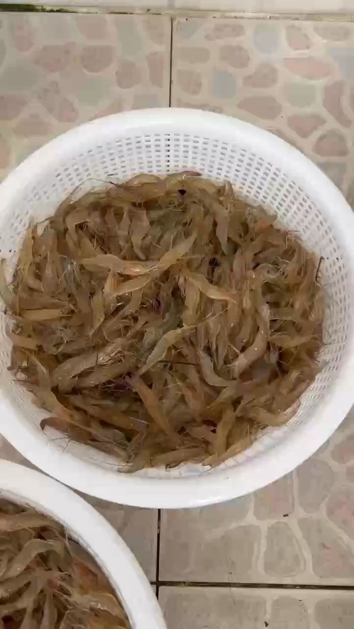 養(yǎng)魟魚越來越難（blazers17評論：魟魚好養(yǎng)活嗎，北京老寧評論很棒） 養(yǎng)魟魚越來越難（blazers17評論：魟魚好養(yǎng)活嗎，北京老寧評論很棒） 龍魚論壇