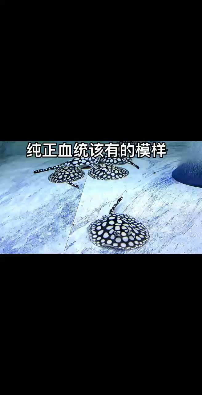 魟魚 純正血統該有的樣子,圓點石膏白,短船槳尾,花燈眼,布點規整排列有序。(“純正血統該有的樣子,本文旨在探討和描述一種具有純正血統特征的物體或藝術品) 龍魚論壇 純正血統該有的樣子,圓點石膏白,短船槳尾,花燈眼,布點規整排列有序。(“純正血統該有的樣子,本文旨在探討和描述一種具有純正血統特征的物體或藝術品) 純正血統該有的樣子,圓點石膏白,短船槳尾,花燈眼,布點規整排列有序。(“純正血統該有的樣子,本文旨在探討和描述一種具有純正血統特征的物體或藝術品) 龍魚論壇