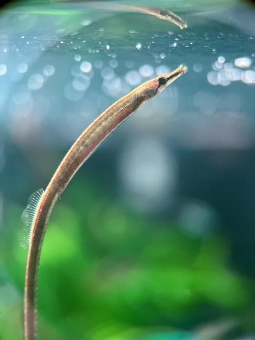 如何辨別淡水海龍魚的品種？（如何辨別淡水海龍魚品種）
