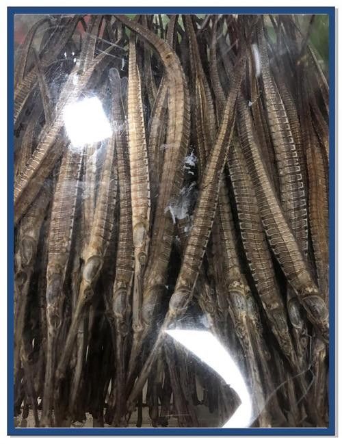 如何辨別淡水海龍魚的品種？（如何辨別淡水海龍魚品種）