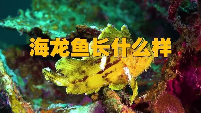 如何辨別淡水海龍魚的品種？（如何辨別淡水海龍魚品種）