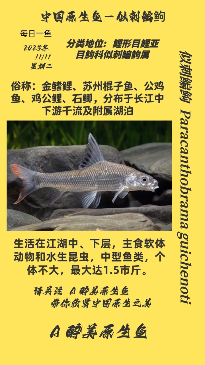似刺鳊（似刺鳊是一種什么樣的魚？）