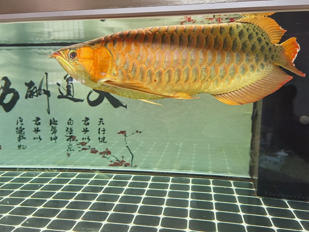 （全球氣候變化對農業(yè)的影響及應對策略） （全球氣候變化對農業(yè)的影響及應對策略） 龍魚論壇