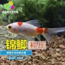 有沒有更多重慶的龍魚批發(fā)商？