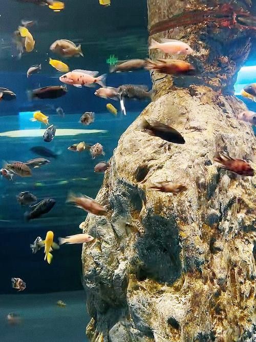 柘榮哪個水族館龍魚好？祥龍魚場龍魚（廣州龍魚祥龍魚場:廣州龍魚祥龍魚場提供零售服務）