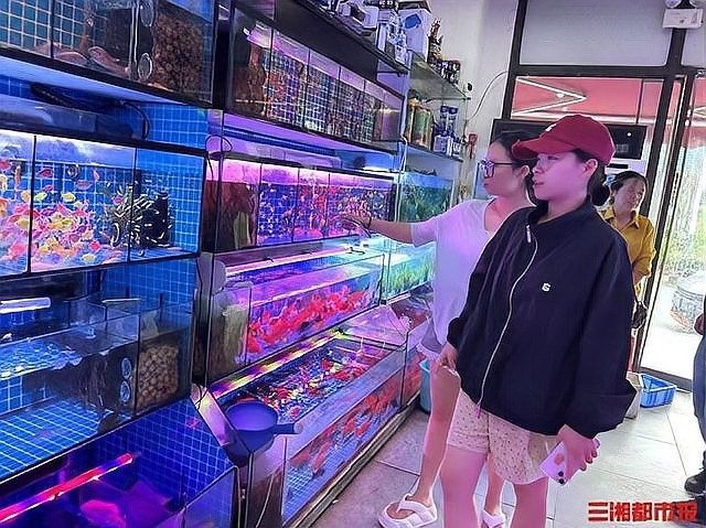 左權哪個水族館龍魚好？祥龍魚場龍魚（左權水族館和祥龍魚場哪個水族館的龍魚更好） 左權哪個水族館龍魚好？祥龍魚場龍魚（左權水族館和祥龍魚場哪個水族館的龍魚更好） 龍魚百科 第5張