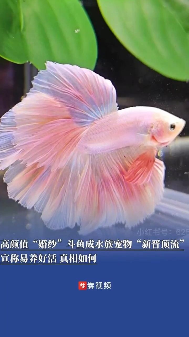 左權哪個水族館龍魚好？祥龍魚場龍魚（左權水族館和祥龍魚場哪個水族館的龍魚更好） 左權哪個水族館龍魚好？祥龍魚場龍魚（左權水族館和祥龍魚場哪個水族館的龍魚更好） 龍魚百科 第6張