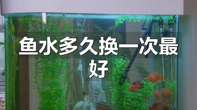 馬古龍魚飼養注意事項（飼養馬古龍魚需要注意哪些事項）