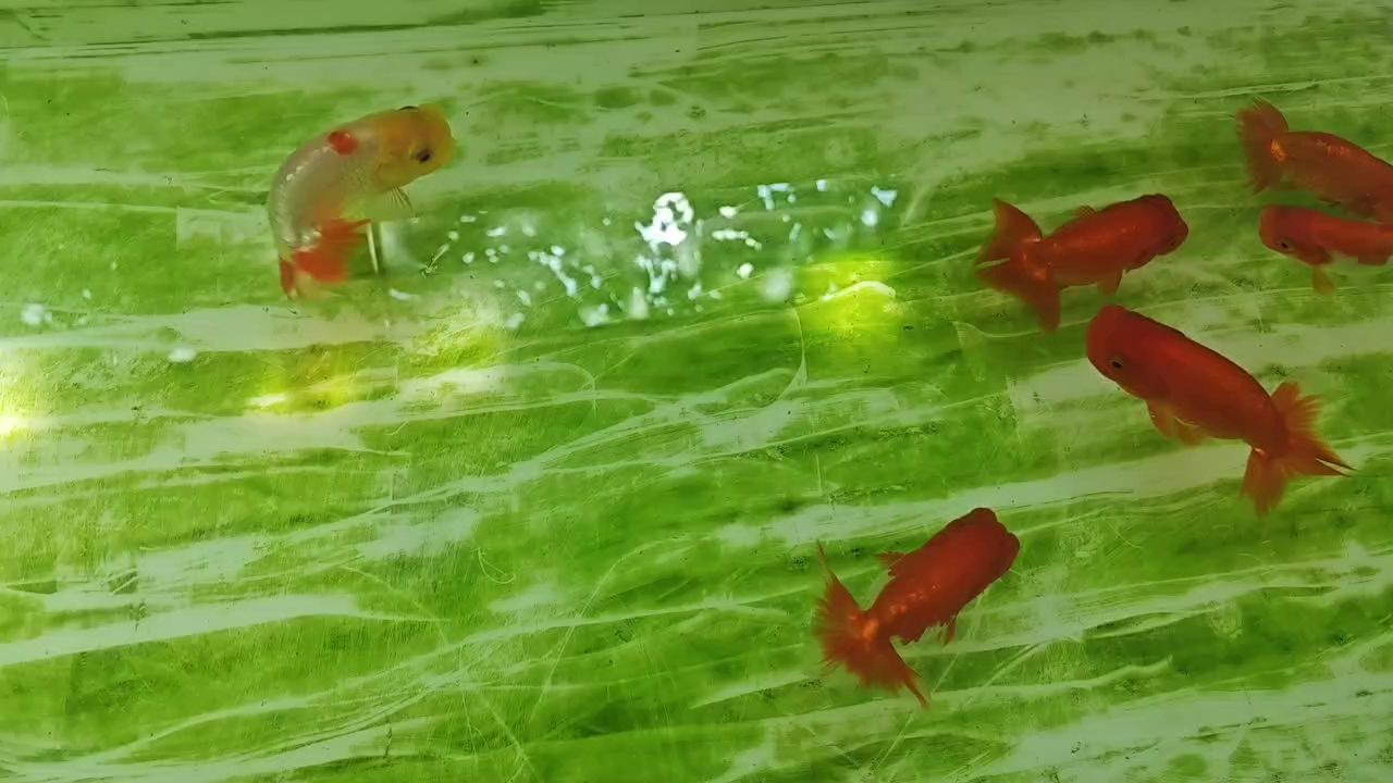 人生需要一些愛好來緩解這如此無趣生活！（tzx評論：人生需要一些愛好來緩解這如此無趣生活）