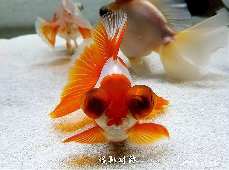 如何養殖龍睛魚（養殖龍睛魚的基本步驟）
