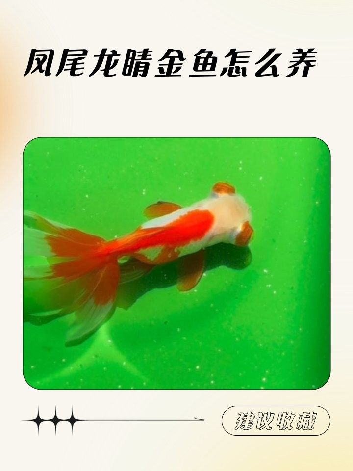如何養殖龍睛魚（養殖龍睛魚的基本步驟）