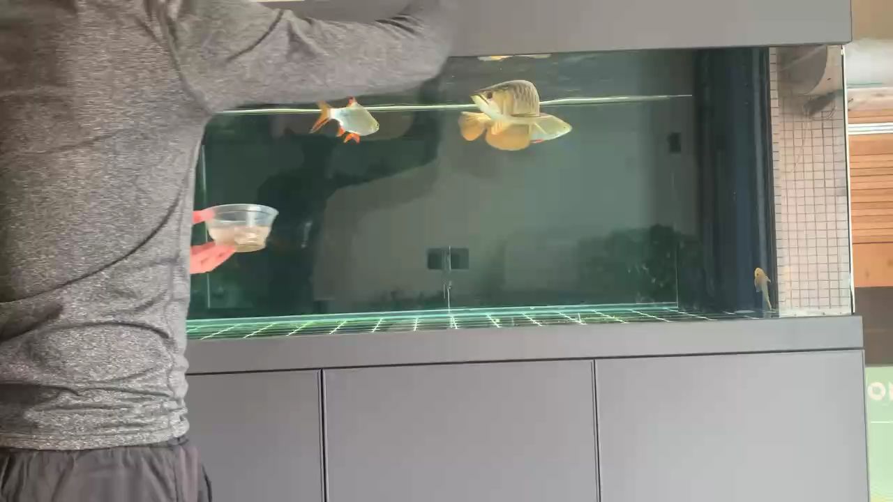 古典金龍（古典金龍的奧秘與象征意義）