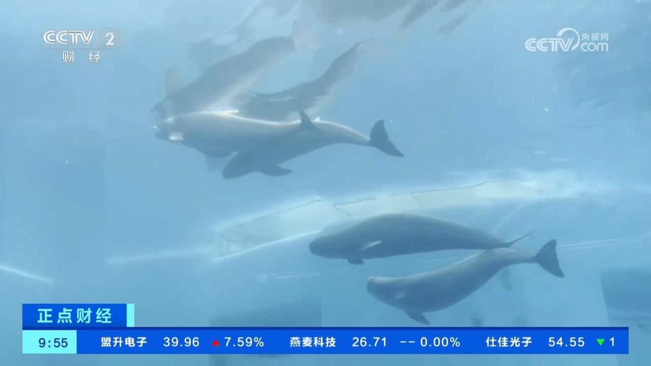 布奇美拉龍魚證書的有效期是多久？