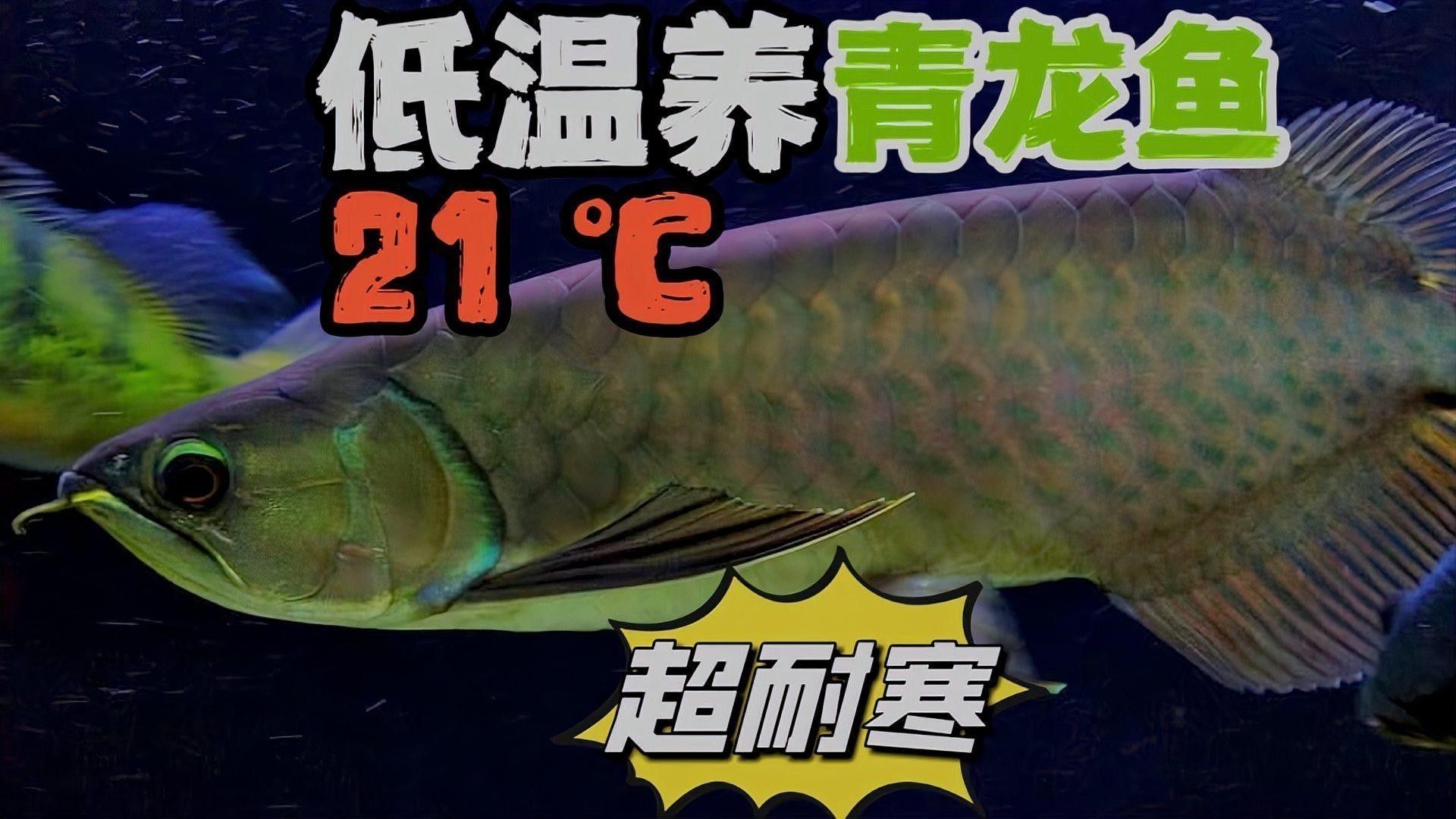 如何飼養(yǎng)青龍魚(yú)（青龍魚(yú)的飼養(yǎng)方法）