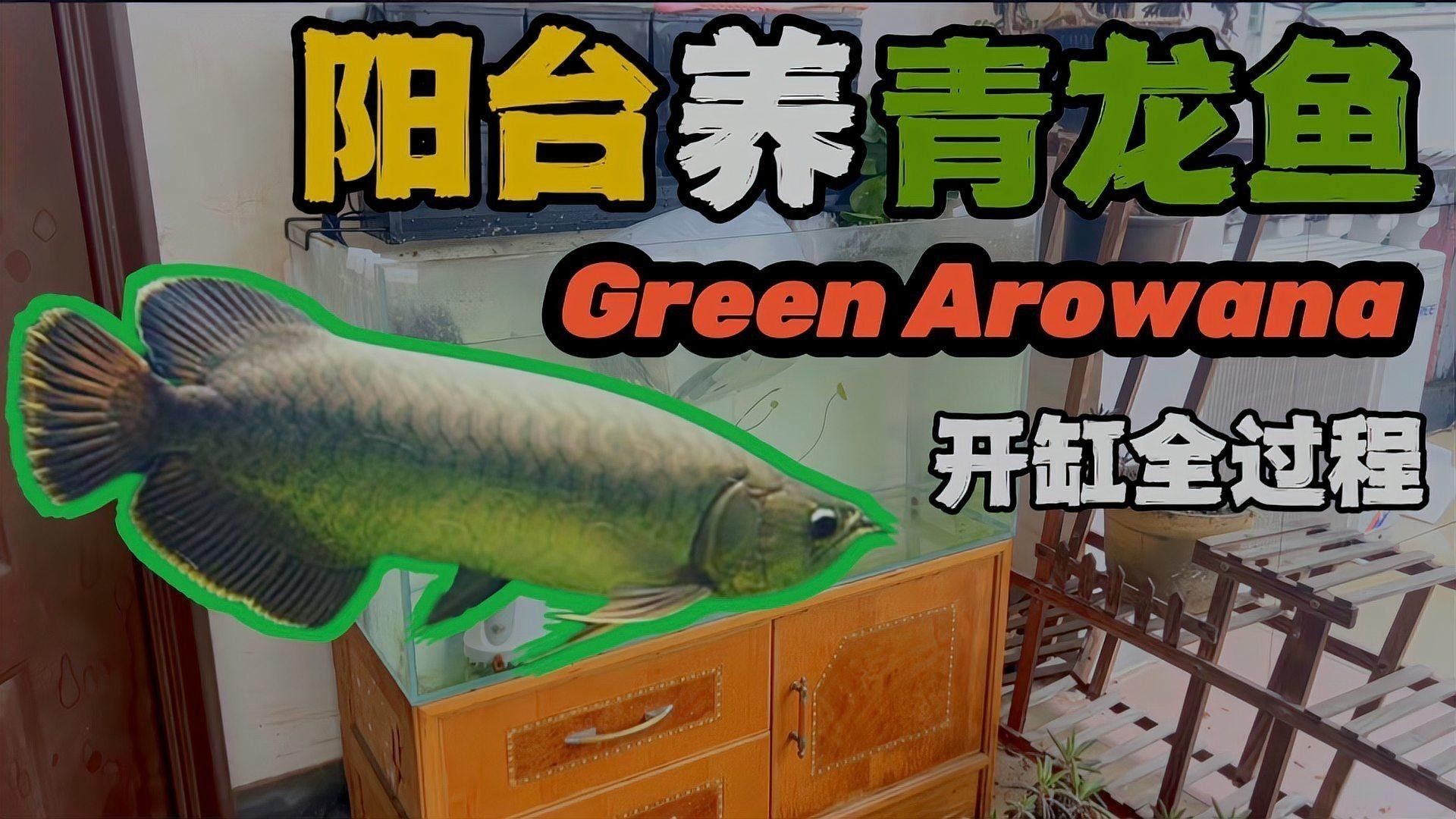 如何飼養(yǎng)青龍魚(yú)（青龍魚(yú)的飼養(yǎng)方法）