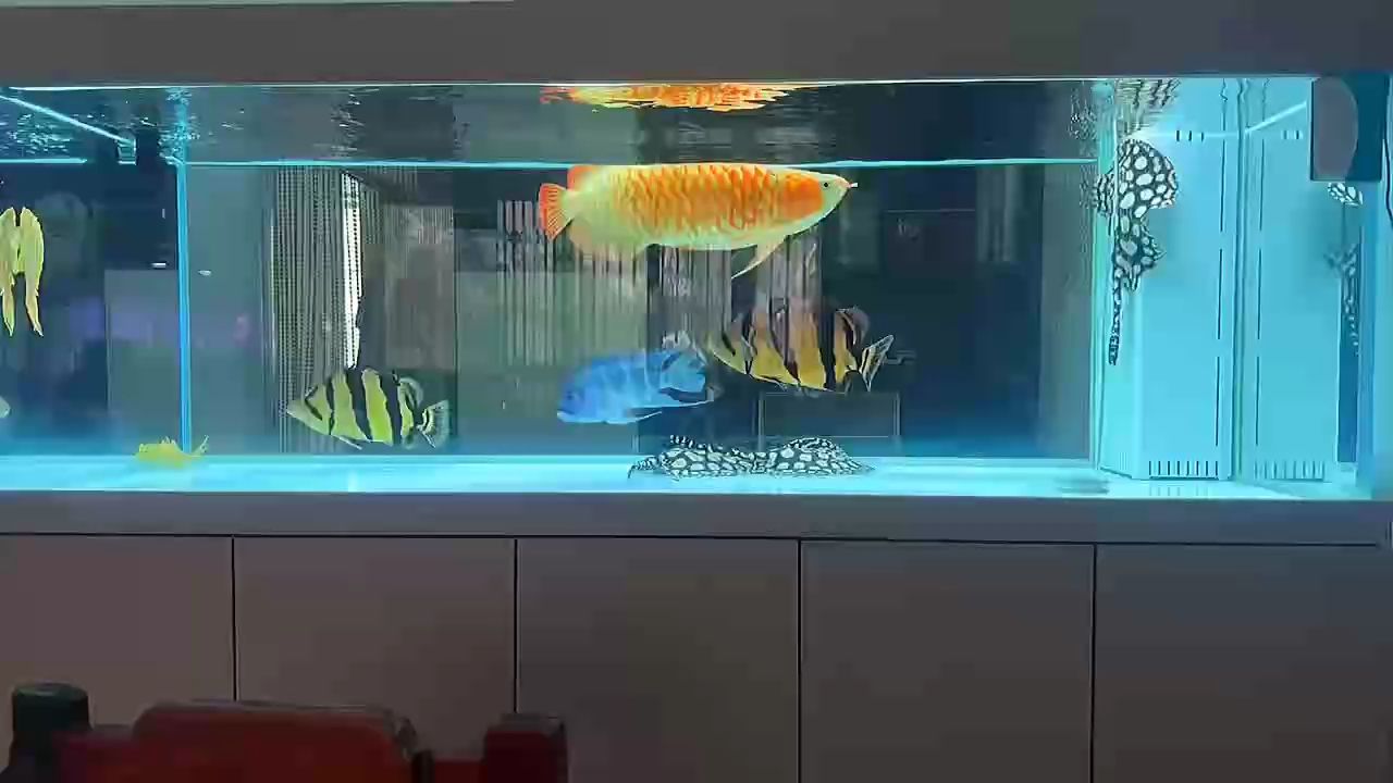 靜心靜心靜心（靜心的重要性） 靜心靜心靜心（靜心的重要性） 龍魚論壇