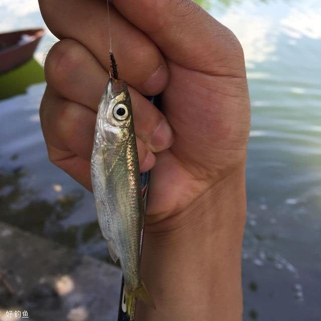 飛蠅假餌的釣魚效果（路亞人自制飛蠅假餌詳細解說教程分享）